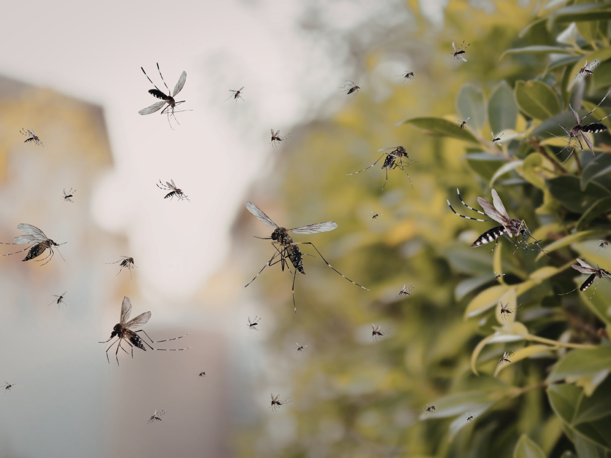 Why does a mosquito infestation occur? - Photo Gallery