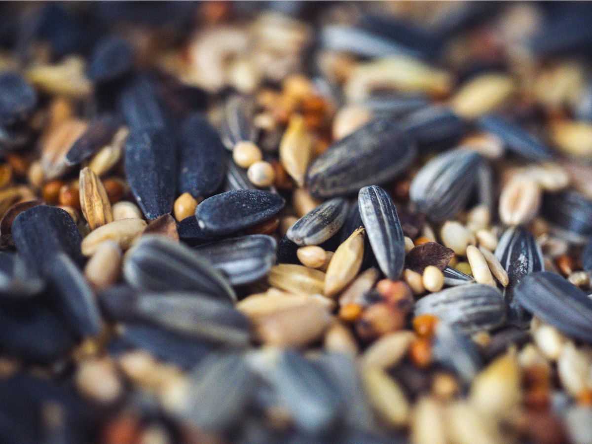 Agase seeds - Photo Gallery
