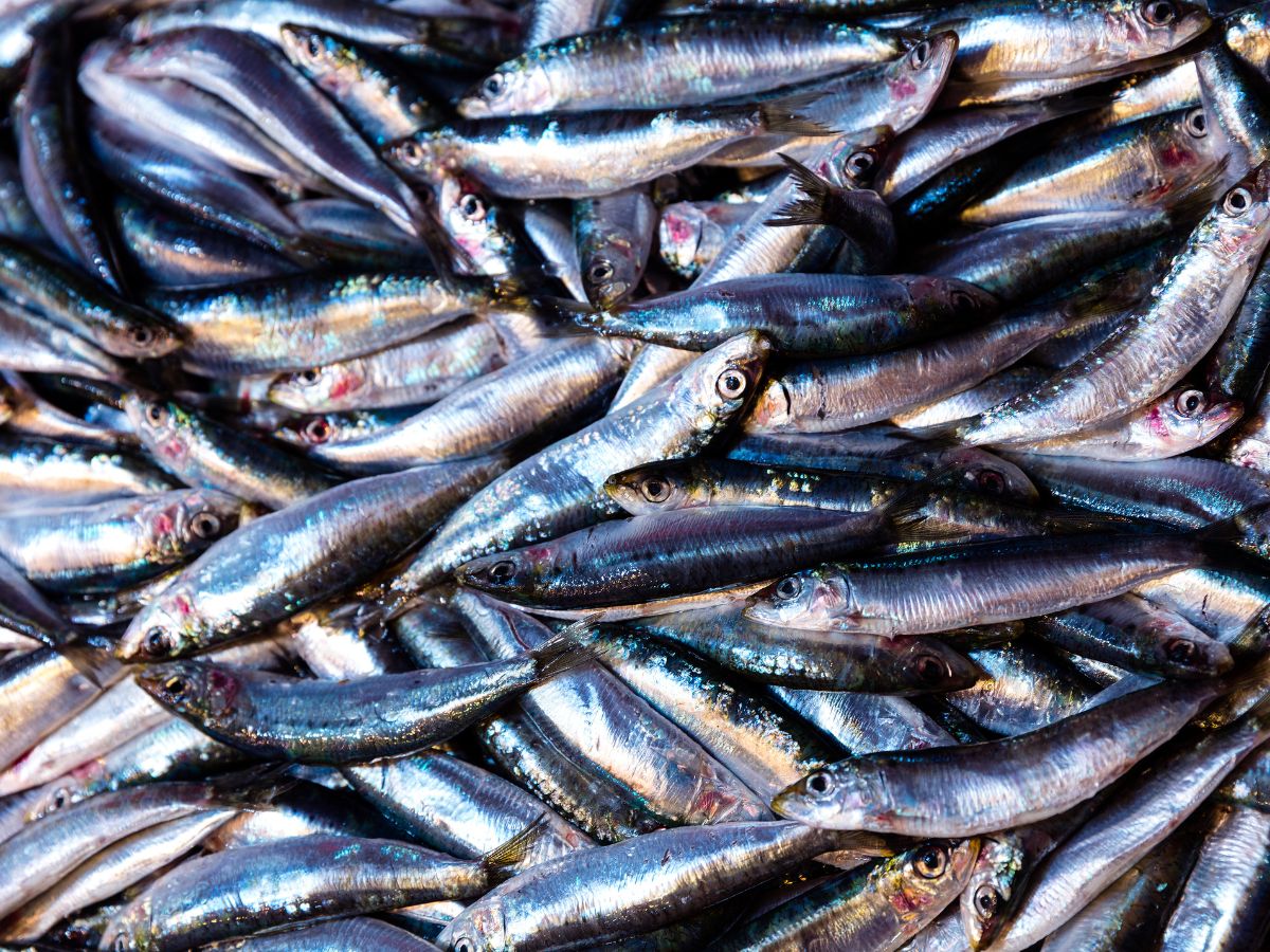 anchovy fish - Photo Gallery