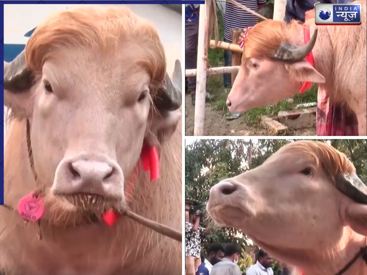 लो जी! अब इंटरनेट पर वायरल हुआ 700 किलो का ‘डोनाल्ड ट्रंप’, हेयरस्टाइल देखकर अपनी हंसी नहीं रोक पाएंगे आप