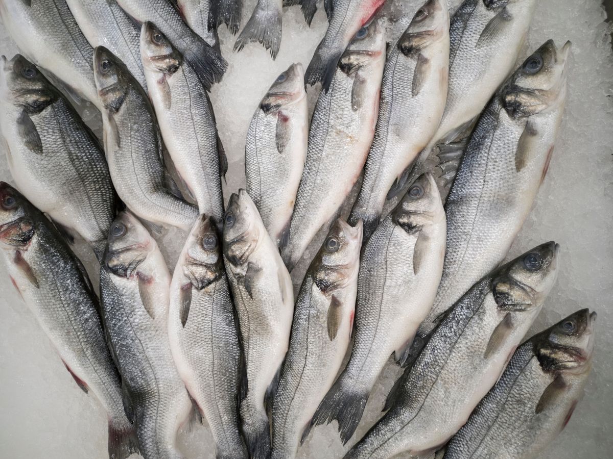 herring fish - Photo Gallery