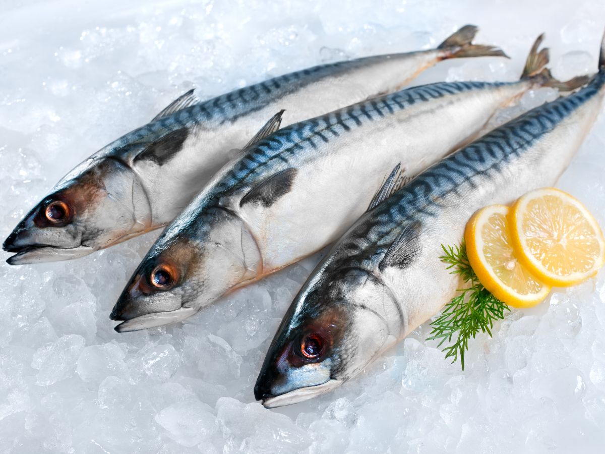 mackerel fish - Photo Gallery