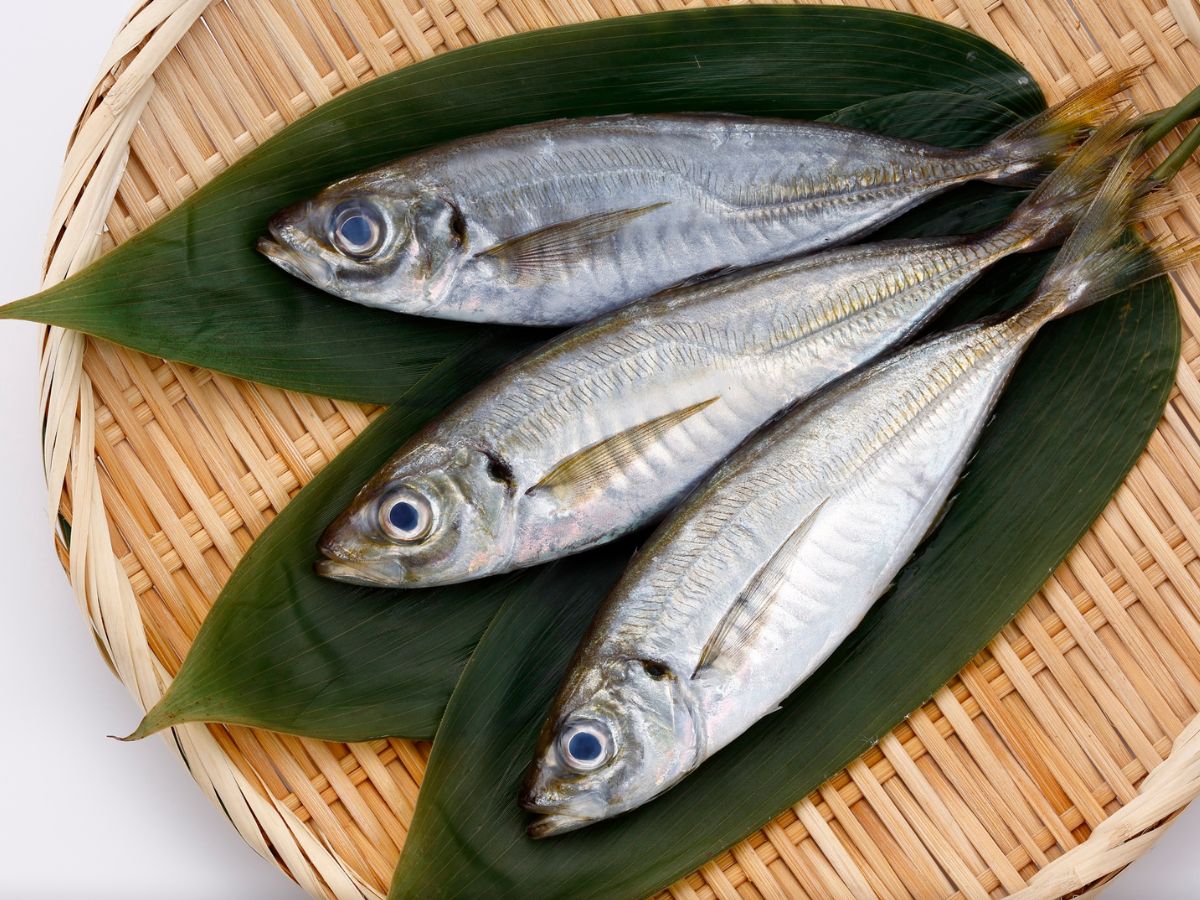 sardine fish - Photo Gallery