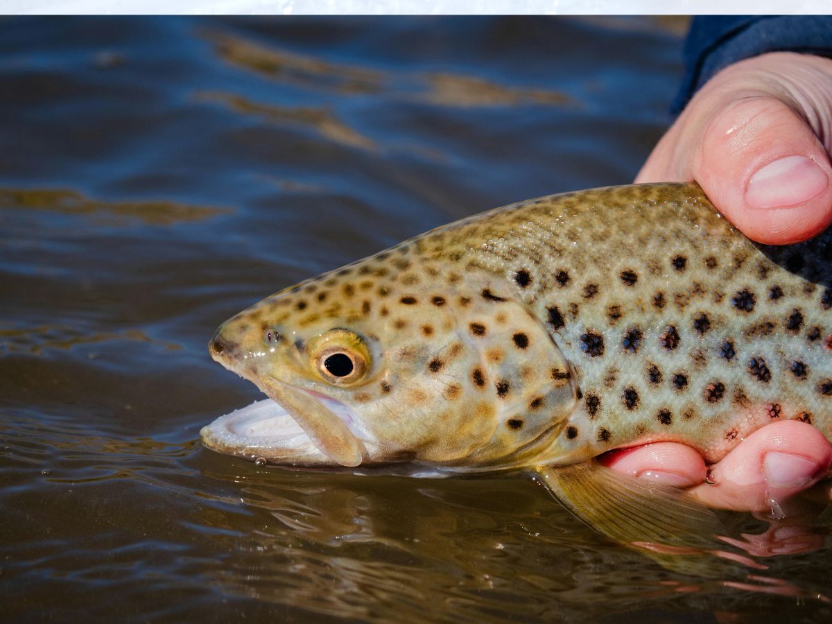trout fish - Photo Gallery