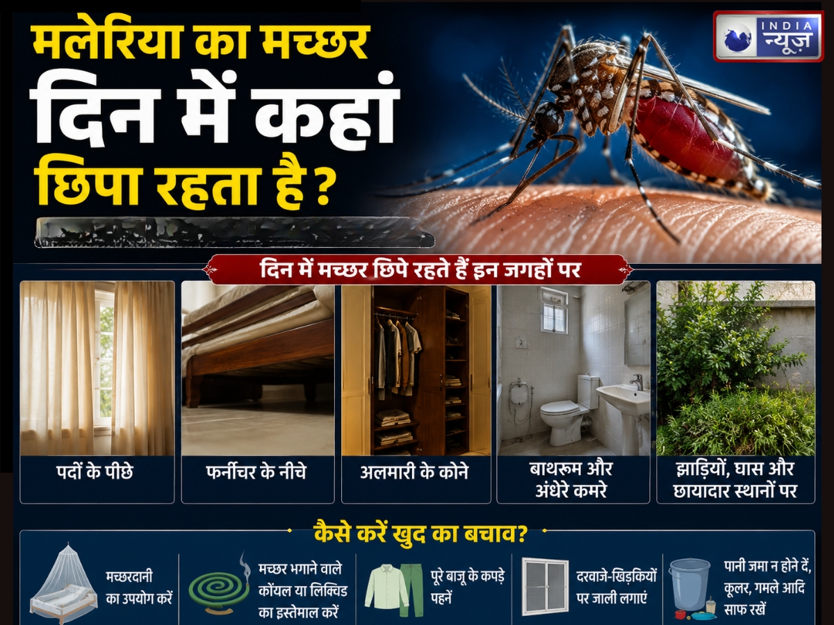 मलेरिया का मच्छर दिन में कहां छिपा रहता है? रात में ही क्यों करता है हमला, एक्सपर्ट से जानें कैसे रहें सुरक्षित