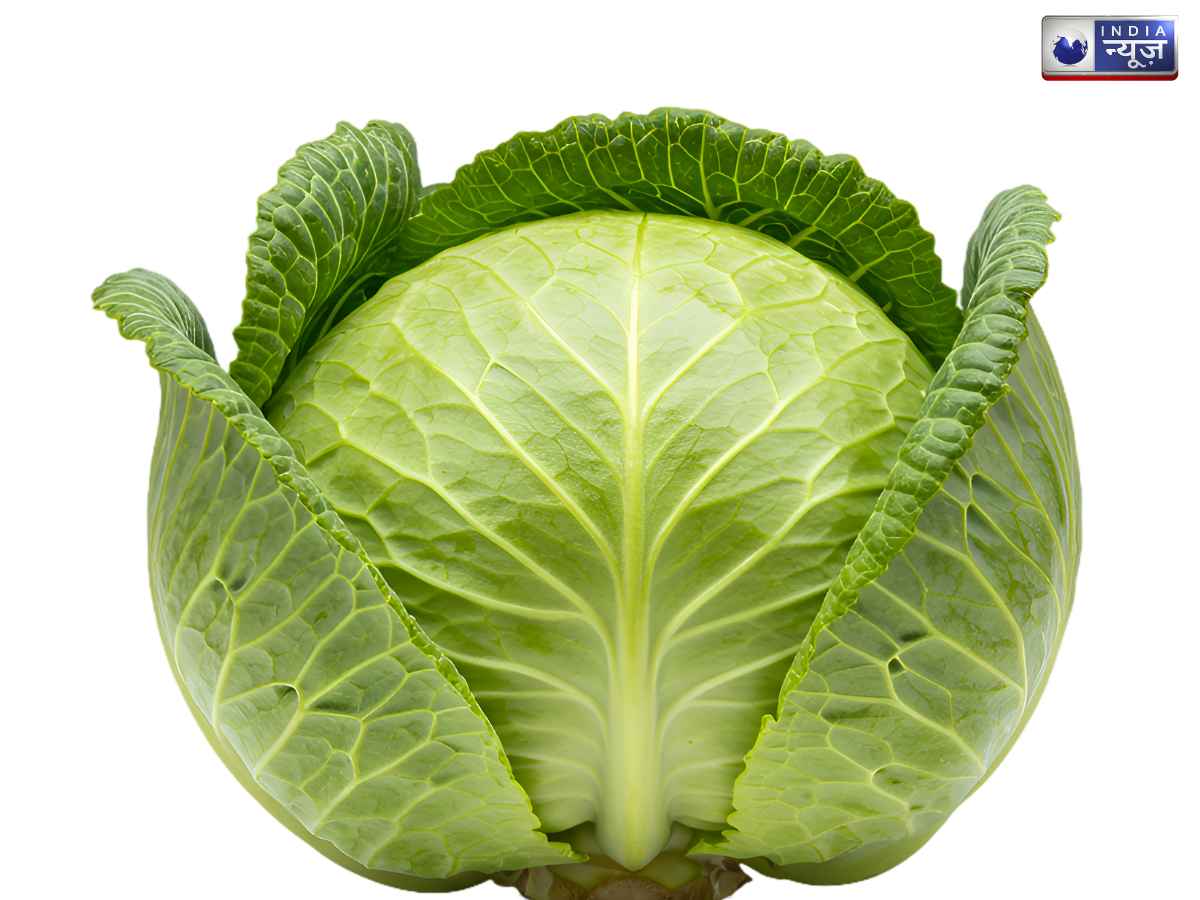 Cabbage - Photo Gallery