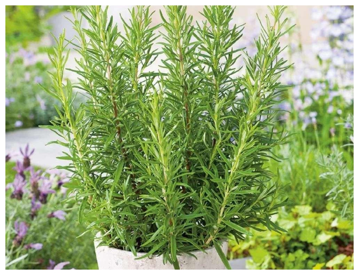 rosemary plant - Photo Gallery
