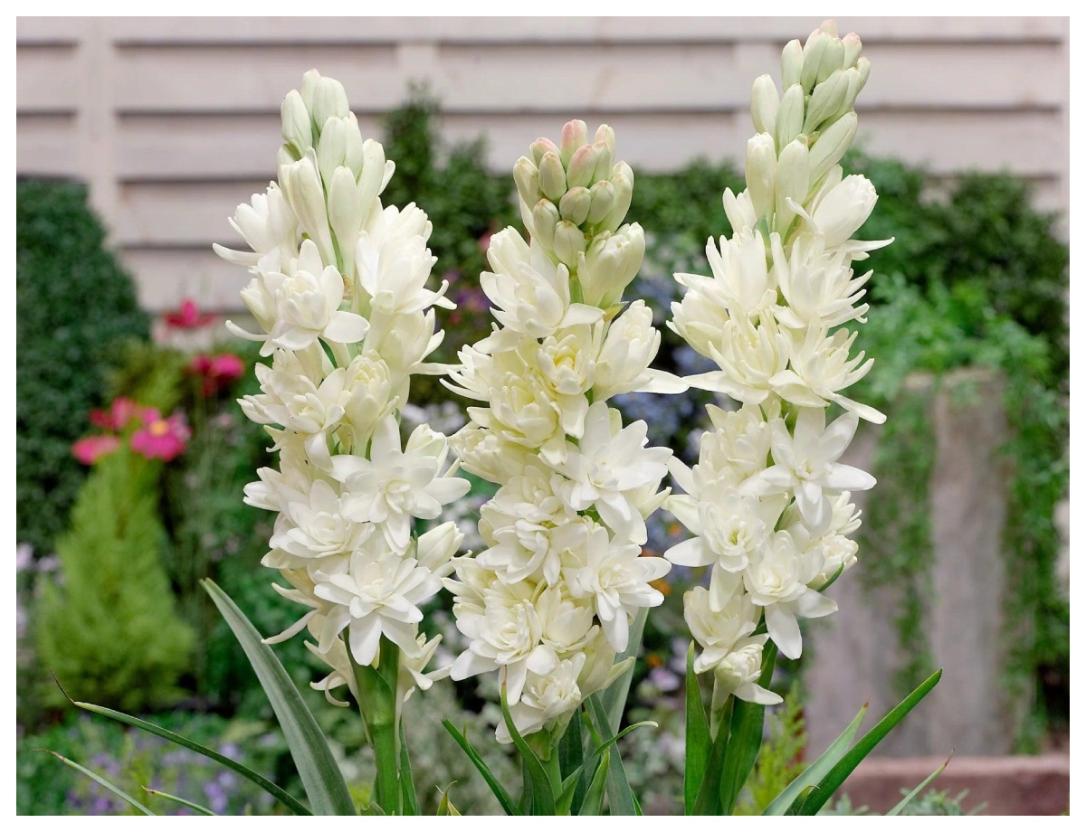 tuberose plant - Photo Gallery