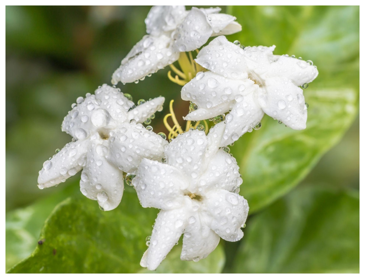 Jasmine plant - Photo Gallery