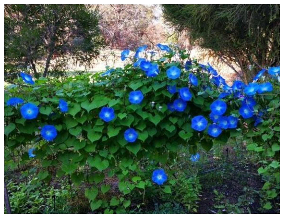 Morning Glory plant - Photo Gallery