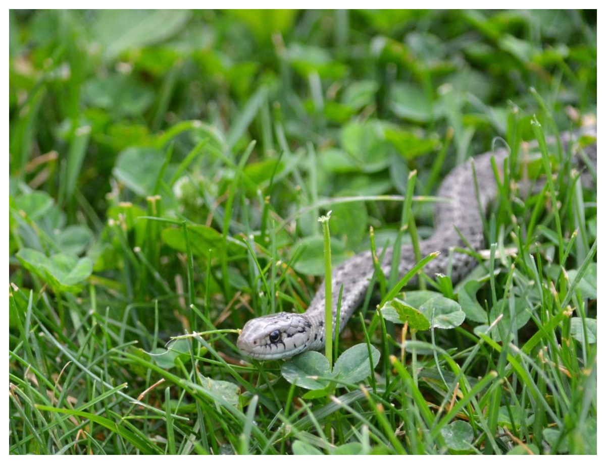If a snake enters your house, do not make this mistake. - Photo Gallery