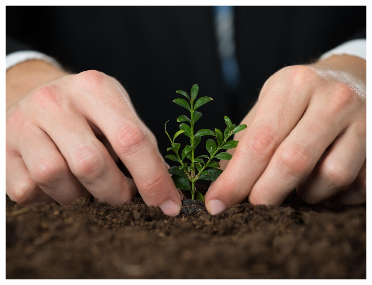 Seeing a plant or tree planted in a dream - Photo Gallery