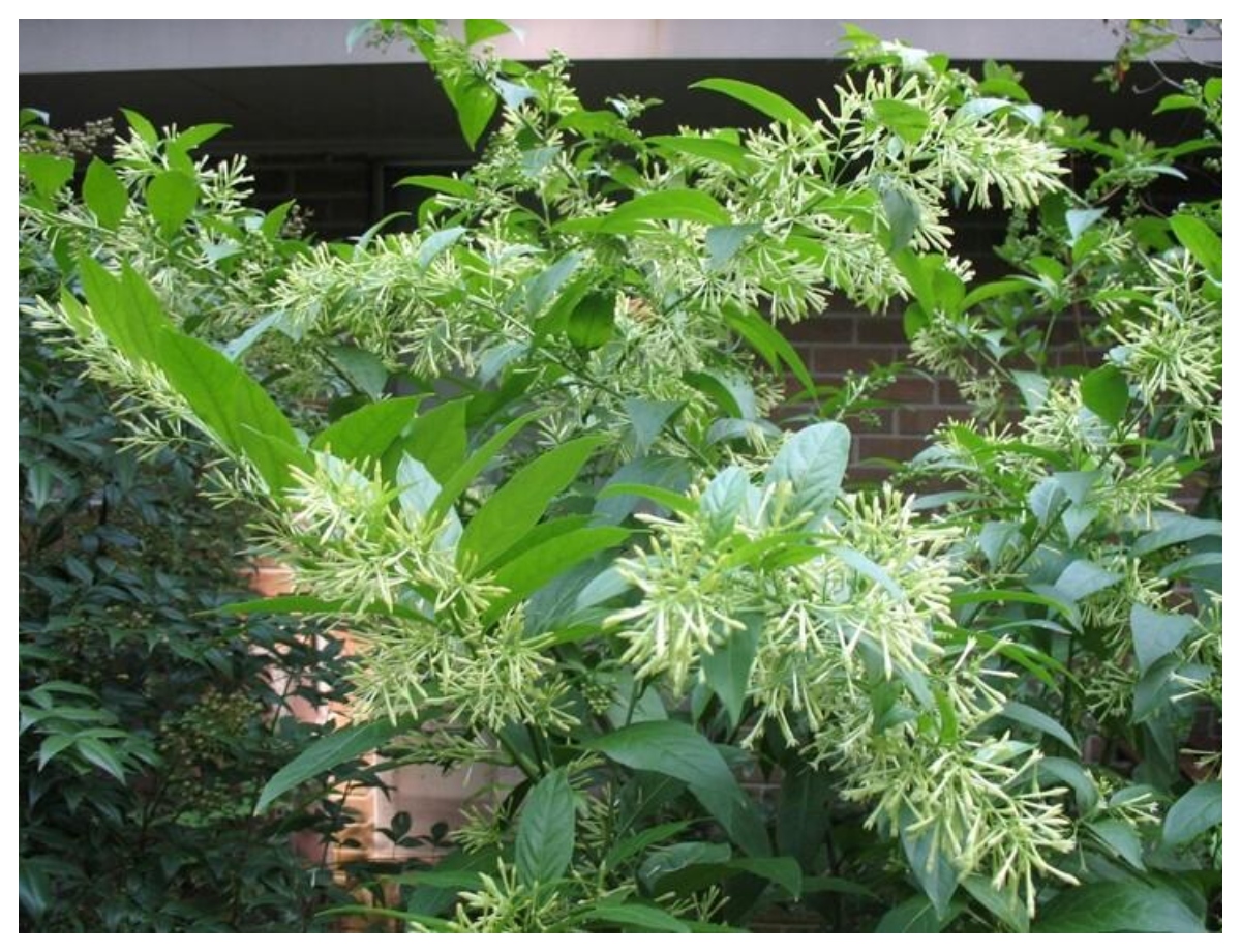 night queen plant - Photo Gallery