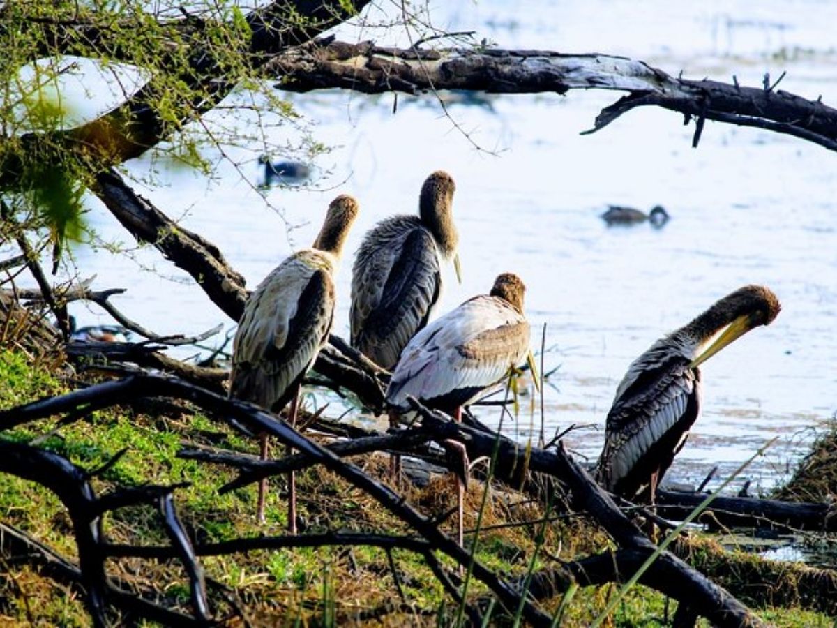 okhla bird sanctuary - Photo Gallery