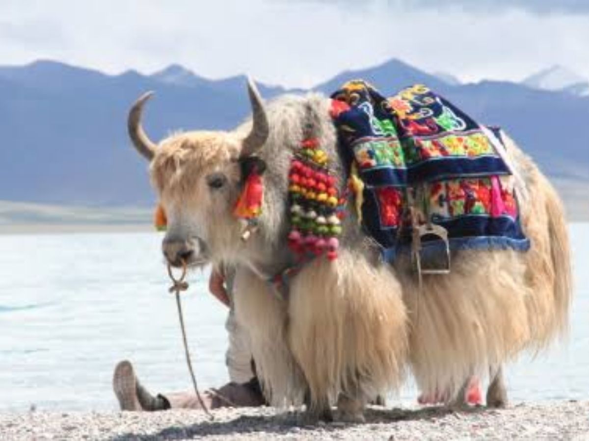 yak blood festival - Photo Gallery