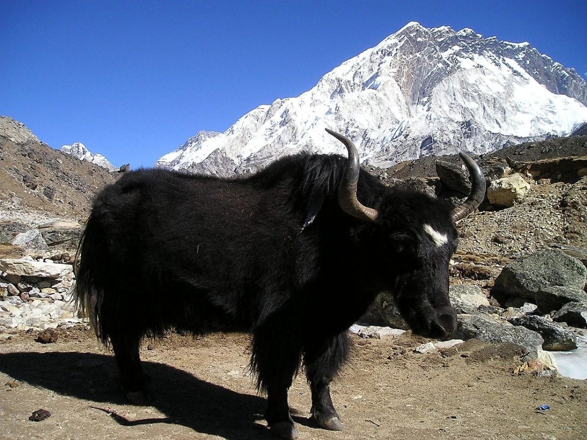 Himalayan tradition - Photo Gallery