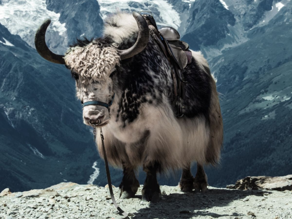 Mustang Nepal - Photo Gallery