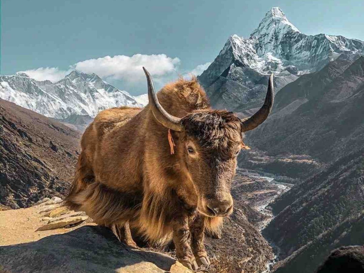 Nepal yak festival - Photo Gallery