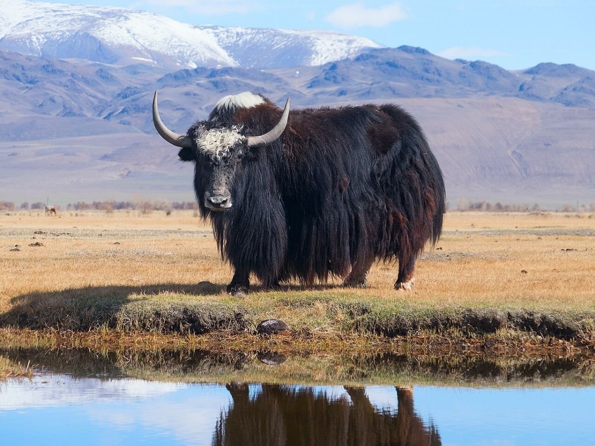 yak blood - Photo Gallery