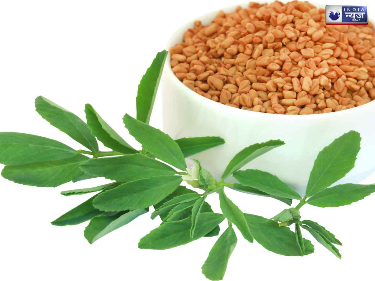 Fenugreek - Photo Gallery
