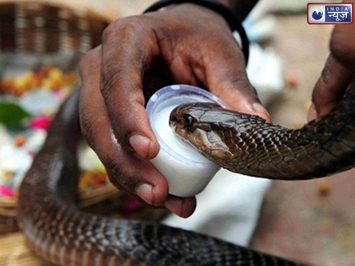 नाग पंचमी पर सांप को दूध पिलाने के फायदे, जानिए धार्मिक परंपरा और इसके पीछे की असली वजह