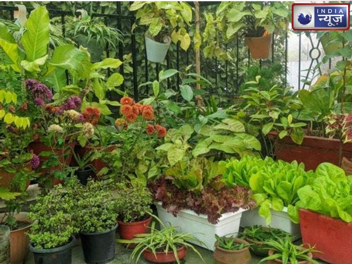Plant now, eat fresh home-grown vegetables in winter - Photo Gallery