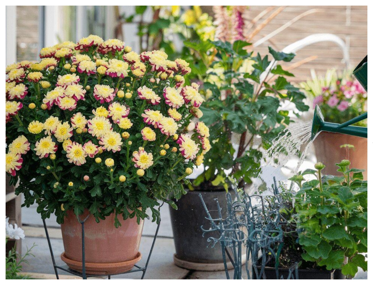 Start preparing with chrysanthemums now - Photo Gallery