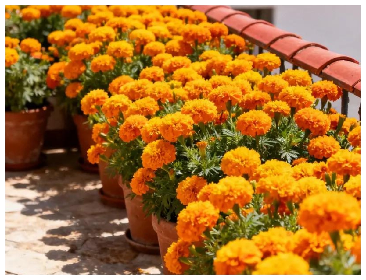 If you plant marigolds, your garden will bloom. - Photo Gallery