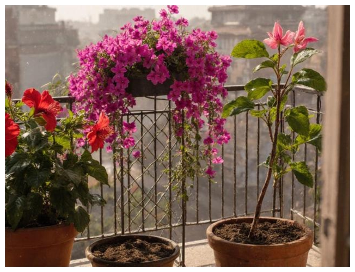 If you have more space, plant bougainvillea. - Photo Gallery