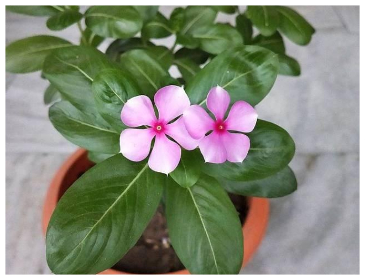Evergreen flowers will bloom with little care - Photo Gallery
