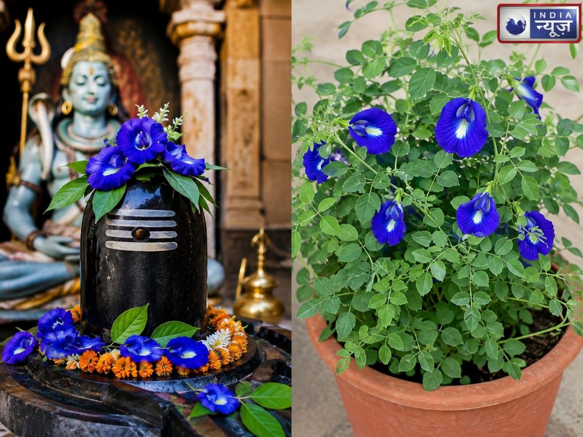 भगवान शिव को प्रिय है अपराजिता का फूल, जुलाई-अगस्त में क्यों लगाते हैं इसका पौधा? जानें सही तरीका