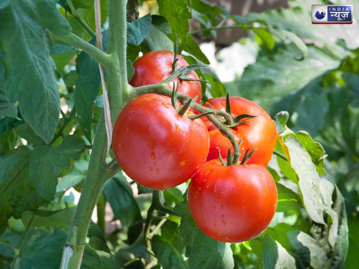 Tomato - Photo Gallery
