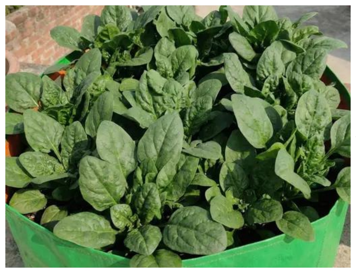 A wide pot will be right for spinach. - Photo Gallery