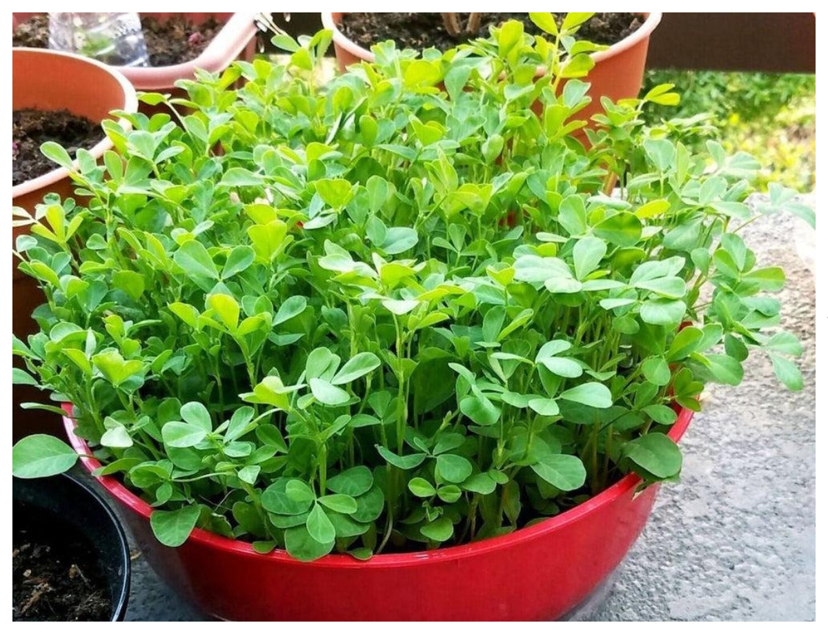 Fenugreek will grow even in less space - Photo Gallery