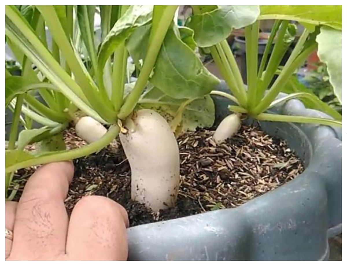 Choose a deep pot for radishes - Photo Gallery