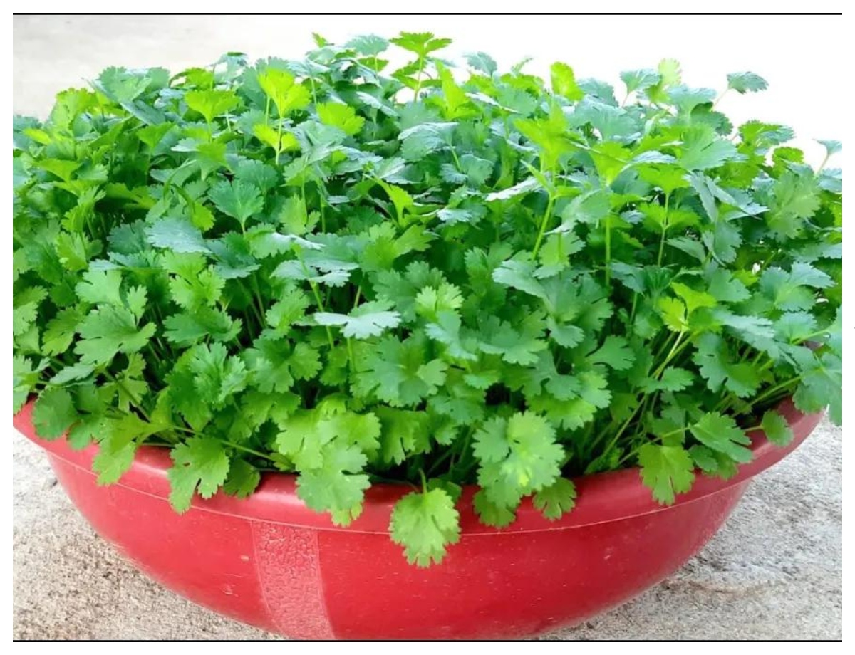 Coriander will grow even in a small pot. - Photo Gallery