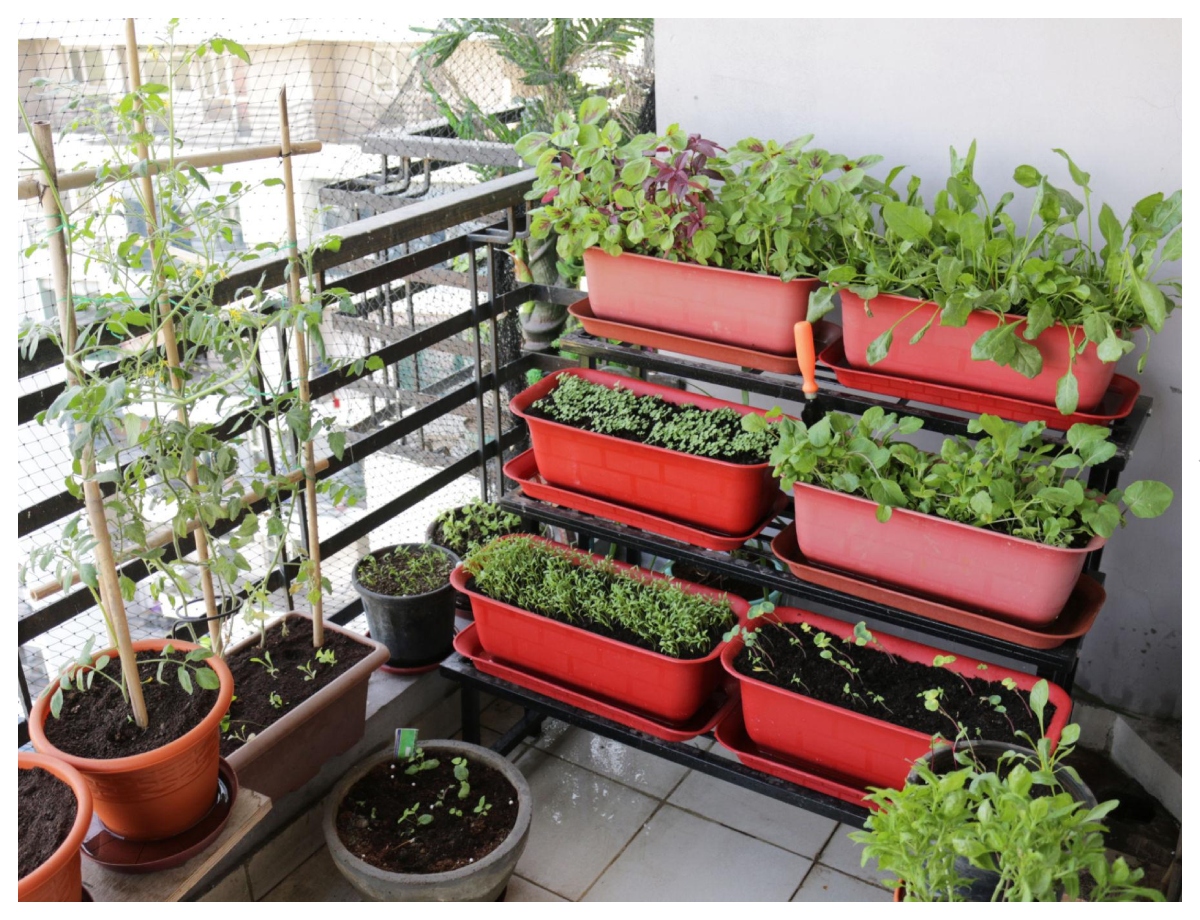 Plant vegetable seeds at home in September - Photo Gallery