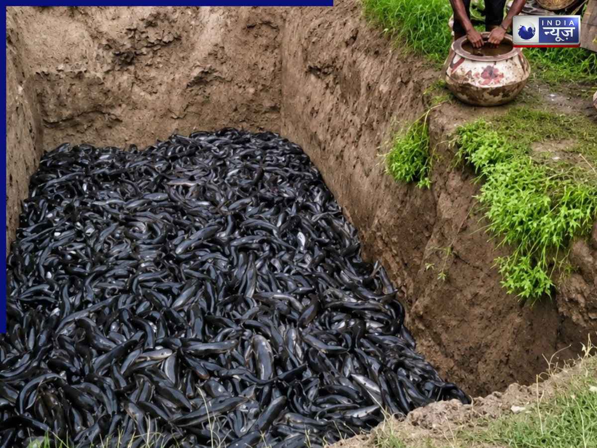 Thai Mangur Fish: वो मछली जिसके लिए अधिकारियों को डालना पड़ा रेड, जानें बिहार में थाई मांगुर के साथ क्या हो रहा है
