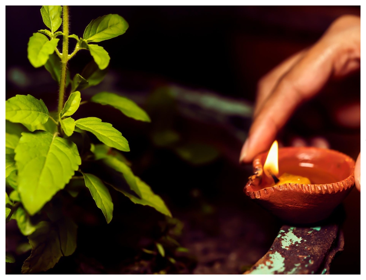 If there is tension in the house, worship Tulsi. - Photo Gallery