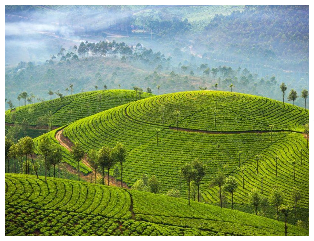 Lush green hills of Munnar - Photo Gallery