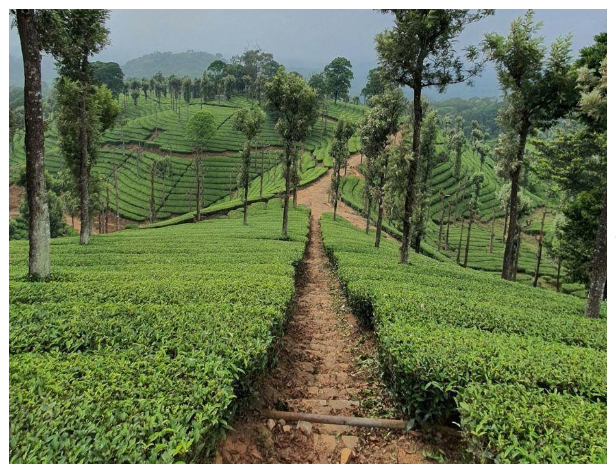 Vast Tea Estates of Assam - Photo Gallery