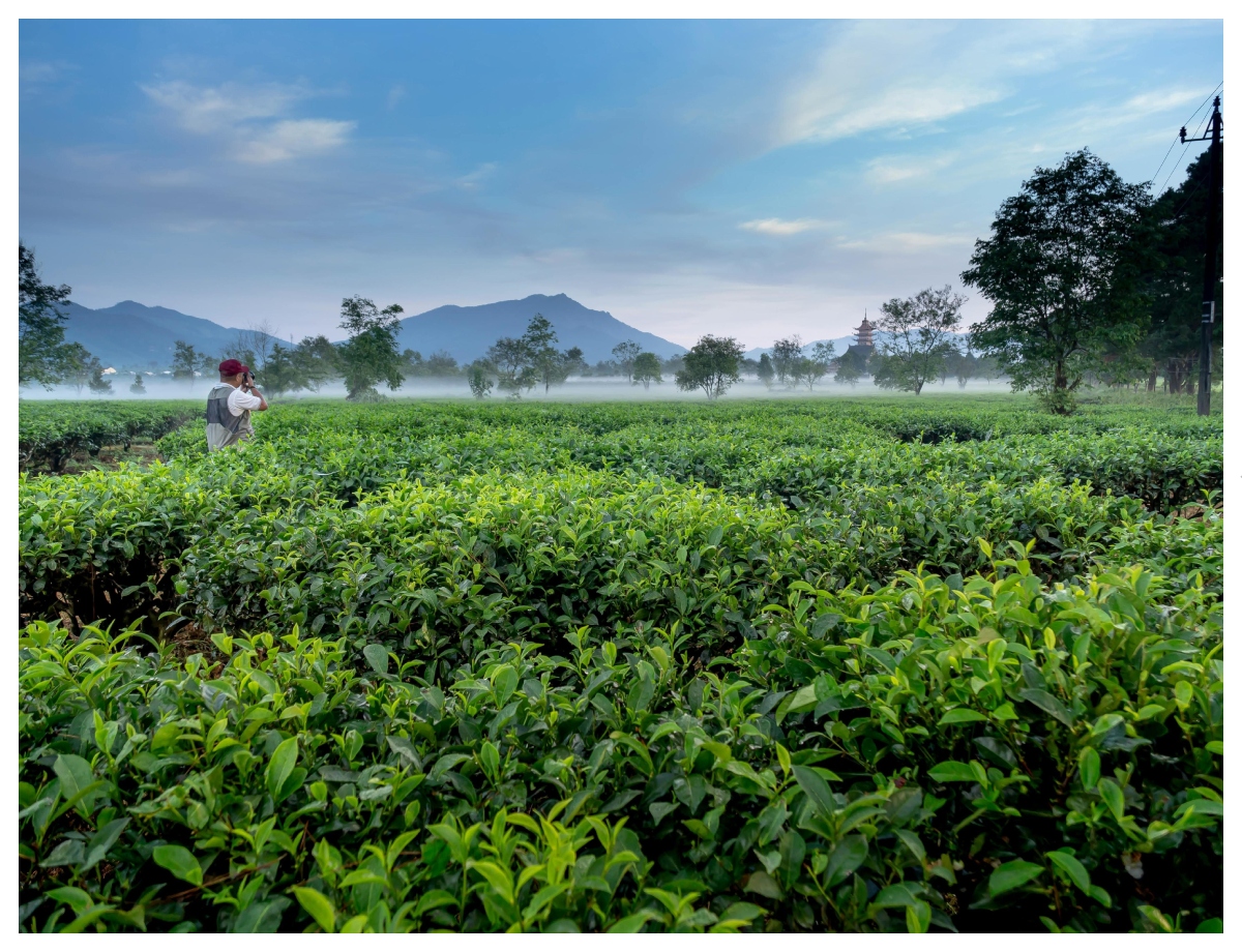 Enjoy a tea-time view of the mountains in Kangra - Photo Gallery
