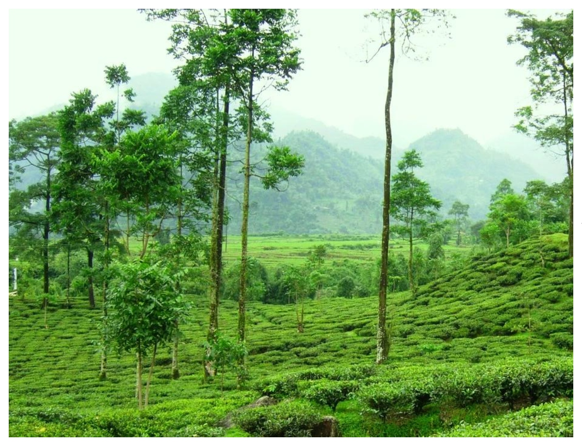 Forests with tea in the Dooars and Valparai - Photo Gallery