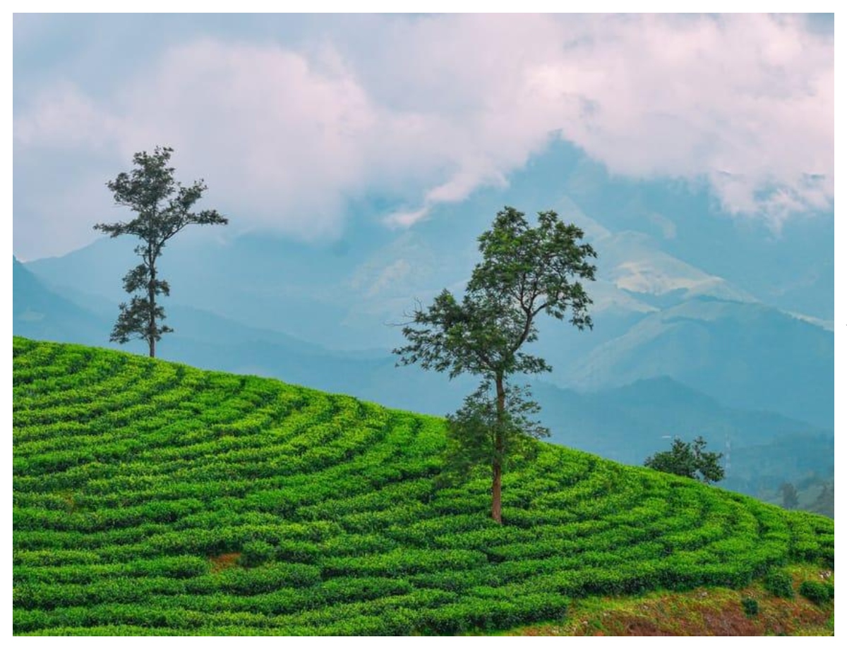 Wayanad: Best time to visit and necessary precautions - Photo Gallery