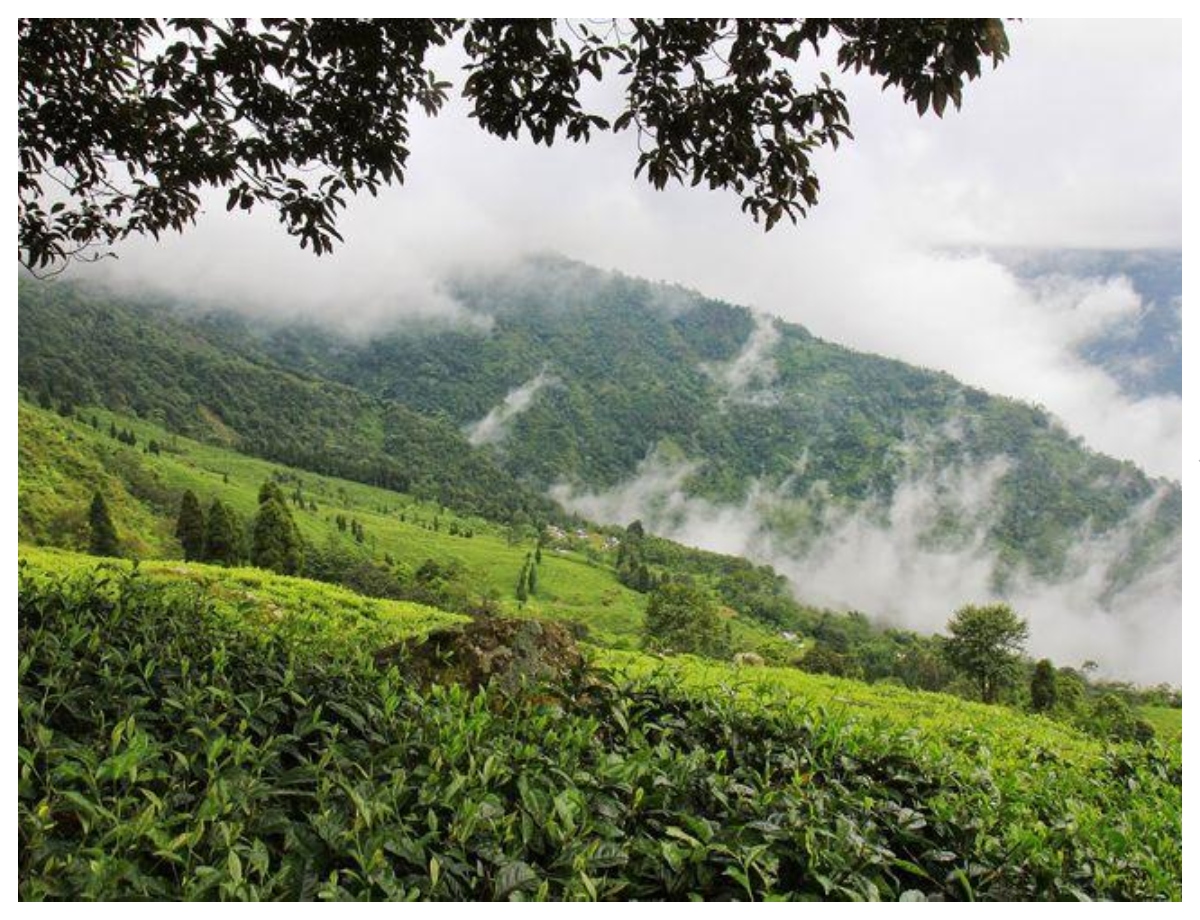 Tour the beautiful tea plantations of India - Photo Gallery
