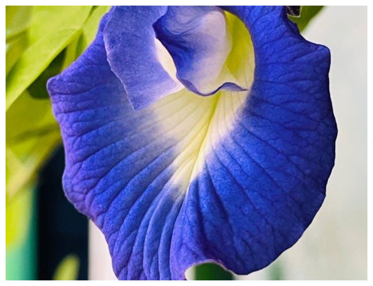 Antioxidant properties are found in Aparajita flower. - Photo Gallery