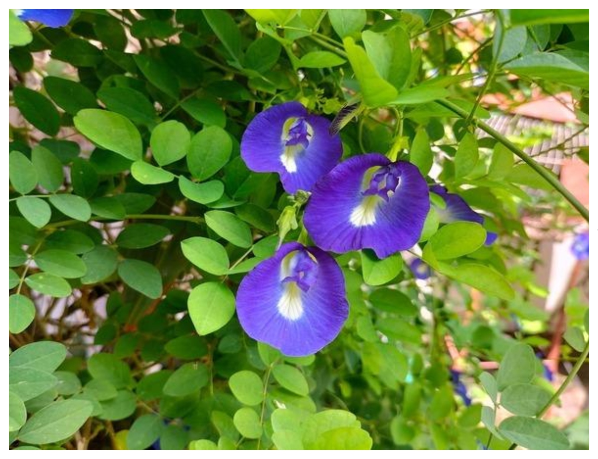 The blue flower of Aparajita is not only beneficial for beauty but also for skin care. - Photo Gallery