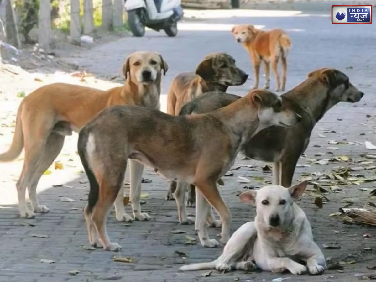 Maharashtra: आवारा कुत्तों के झुंड ने 10 वर्षीय बच्ची पर किया हमला, CCTV में कैद हुआ भयावह दृश्य