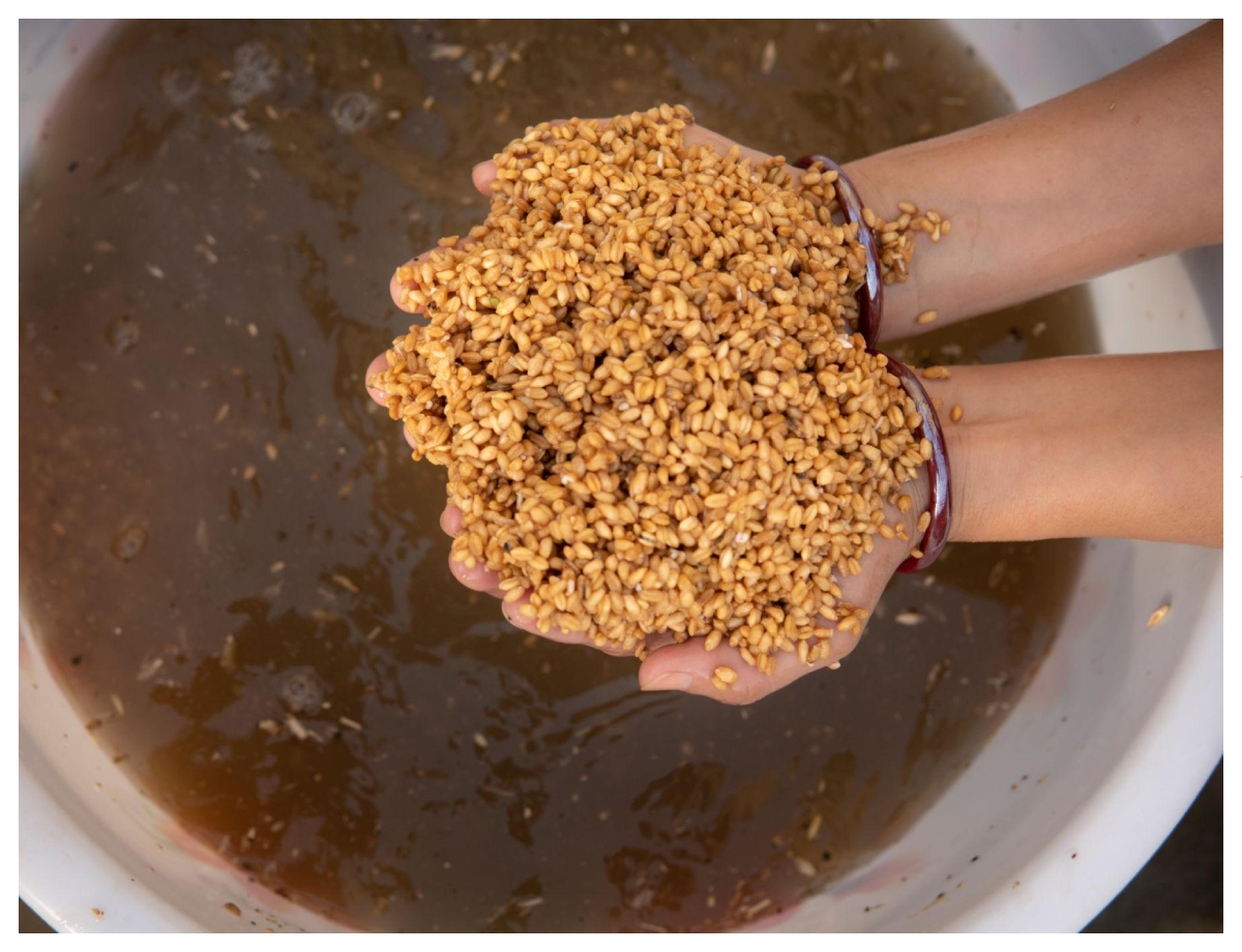 Firstly, clean the wheat thoroughly. - Photo Gallery