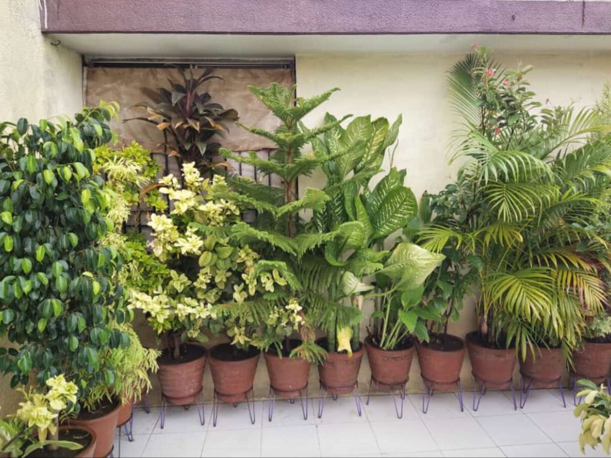 How do you pot a plant? - Photo Gallery